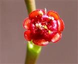  Cyathium with seven glands